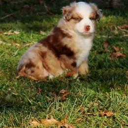 Miniature American Shepherd Puppies from Fuzzbottom Miniature American Shepherd