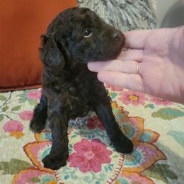 Honey - Brown female Poodle puppy in Arkansas from Harper's Pups