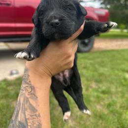 Girl 3 - female Golden Mountain Dog puppy in Montrose, Michigan from Spraggins Sweet Acres
