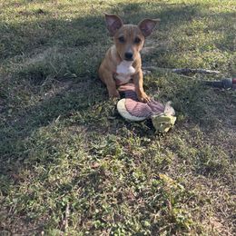 Sable tux girl 3 - Sable and white female Teddy Roosevelt Terrier puppy in Robards, Kentucky from Dream Tree Kennel