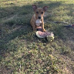 Sable tux girl 3 - Sable and white female Teddy Roosevelt Terrier puppy in Robards, Kentucky from Dream Tree Kennel
