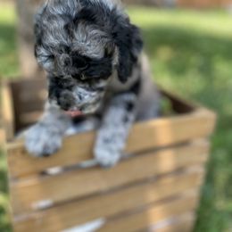 Sheepadoodle Puppies from Primrose Cottage Puppies