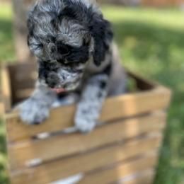 Sheepadoodle Puppies from Primrose Cottage Puppies