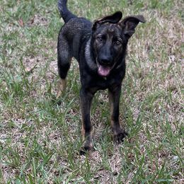 German Shepherd Puppies from Key Star German Shepherds