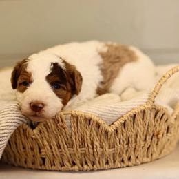 Chocolate Merle - male Australian Mountain Doodle puppy in Spanish Fork, Utah from Little Puppy Co.
