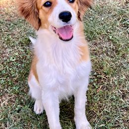 Ginger - White and red female Nederlandse Kooikerhondje puppy in Gainesville, Florida from Ambermoon Kooikerhondje Blackamber Greater Swiss Mountain Dogs