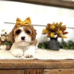 Bernedoodle and Cavapoo Puppies from Apricot Roots Doodles