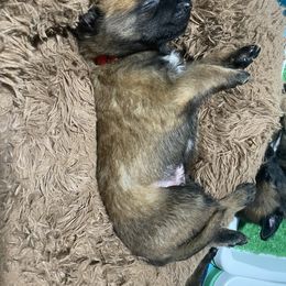 Belgian Malinois and German Shepherd Puppies from Madhouse’s Belgian Malinois and German Shepherds