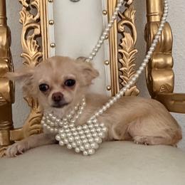 Gorgeous, applehead Gracy, 3,300 - Cream female Chihuahua puppy in Burleson, Texas from Tiny Diiamond Chihuahua