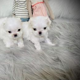 Maltese and Yorkshire Terrier Puppies from tatortot pup