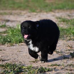 Spruce - Black & white male Australian Shepherd puppy in Stephenville, Texas from Rockin B Australian Shepherds