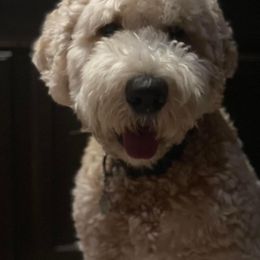 Coffee - Goldendoodle