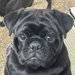 PEPPER - Pug