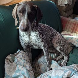 Hazel - German Shorthaired Pointer