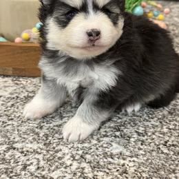 Ella - Black and white female Pomsky puppy in Casa Grande, Arizona from Arizonas Pomsky Squad