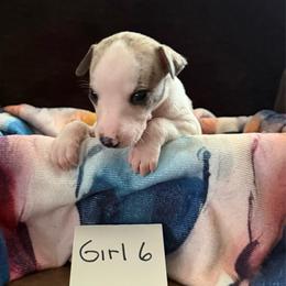 Girl 6 - White and fawn brindle female Whippet puppy in Williamsport, Pennsylvania from Willowisp Whippets