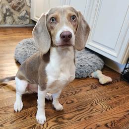 Kenai - Beagle