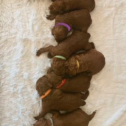 Poodle Puppies from CAStandardPoodles