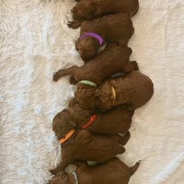 Poodle Puppies from CAStandardPoodles