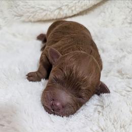 Mercedes - Red female Cavapoo puppy in Gunnison, Utah from Curls and Camo Pups