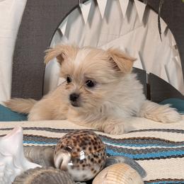 Doug - Cream male Mi-Ki puppy in Prospect Heights, Illinois from Metro Mi-kis