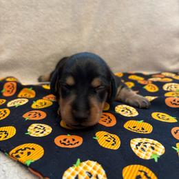 Barney - Black and tan male Dachshund puppy in San Rafael, California from Alexandra's Mini Doxies