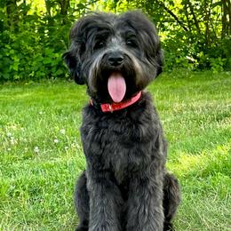 Una - Australian Labradoodle