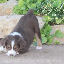 Belle - Red tri female Miniature Australian Shepherd puppy in Grandfield, Oklahoma from Hunt Farms Australian Shepherds