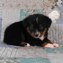 Love-a-lot - Black tri male Toy Australian Shepherd puppy in Okeana, Ohio from Fetching Toy Aussies