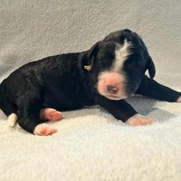 Pink Puppy - female Golden Mountain Doodle puppy in Fulshear, Texas from Summer Conner