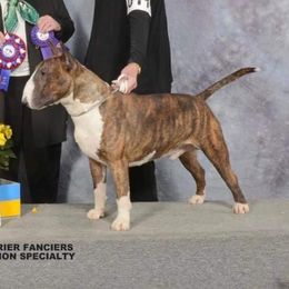 Bull Terriers from Tuffnutz Bull Terriers
