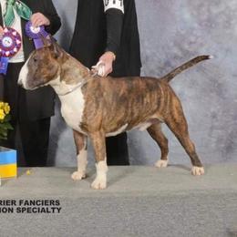 Bull Terriers from Tuffnutz Bull Terriers