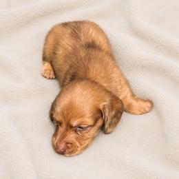 Doc - Dapple male Dachshund puppy in Indiantown, Florida from Turquoise River Minature Dachshunds
