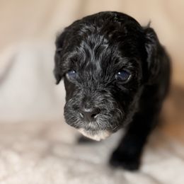Zuckerman - Black white and tan male Cockapoo puppy in Saint Louis, Missouri from Jax Doodles
