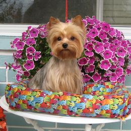 Trouble - Yorkshire Terrier