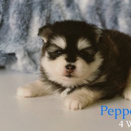 Peppermint - Black and white male Pomsky puppy in Winston, Oregon from Arctic Tails Spitz