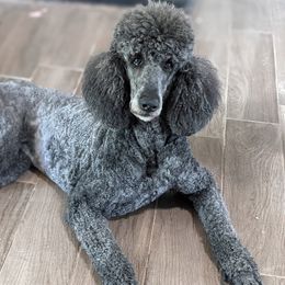 Cobalt - Poodle