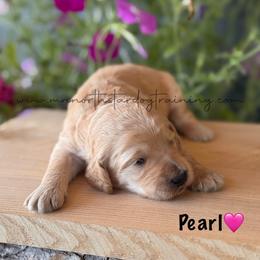 Pearl - Cream female Goldendoodle puppy in Lancaster, Minnesota from North Star Dog Training