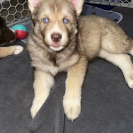 Siberian Husky Puppies from Southern Siberian Huskies of SW Florida