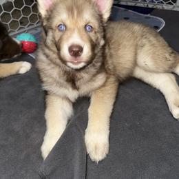 Siberian Husky Puppies from Southern Siberian Huskies of SW Florida