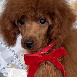Blue - Red  female Poodle puppy in Cape Coral, Florida from Ruby the poodle