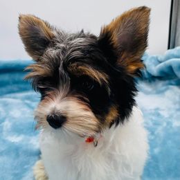 Trixie-3500 AKC - Black tan and white female Biewer Terrier puppy in Douglas, Georgia from Heartland small breeds