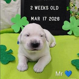 Blue collar boy - Light golden male Golden Retriever puppy in Rochester, Washington from Grand Mound Goldens