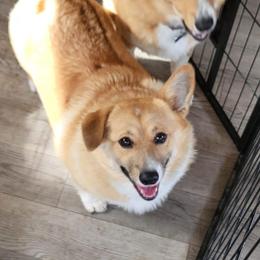 Jo jo - Pembroke Welsh Corgi