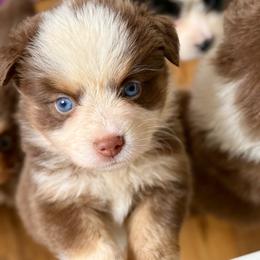 Evangeline - Red tri-color female Miniature American Shepherd puppy in Gatesville, Texas from Southern Promise Aussie’s