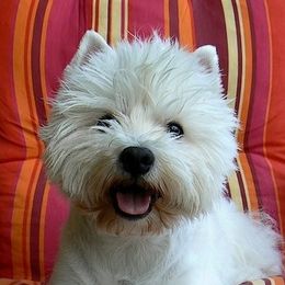 Welsh Terriers and West Highland White Terriers from Dragon Shield Terriers
