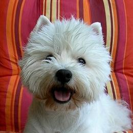 Welsh Terriers and West Highland White Terriers from Dragon Shield Terriers