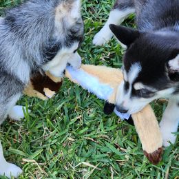 Pomsky Puppies from Way too cute Pomskies