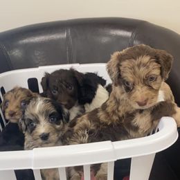 Aussiedoodles from Anne's Doodles