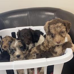 Aussiedoodles from Anne's Doodles